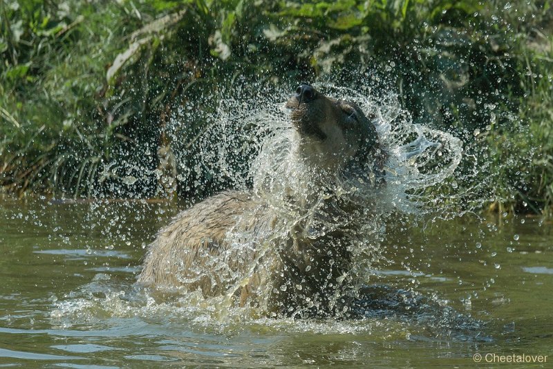 _DSC0160.JPG - Wolf