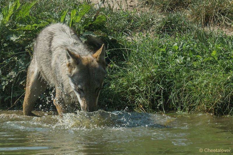 _DSC0173.JPG - Wolf