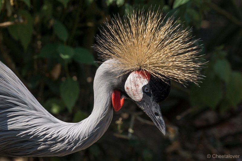 _DSC0212.JPG - Kroonkraanvogel