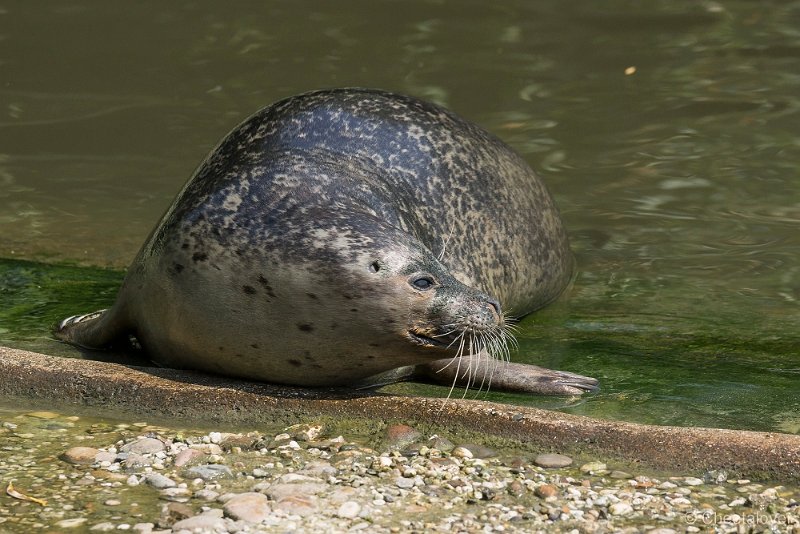_DSC0279.JPG - Zeehond