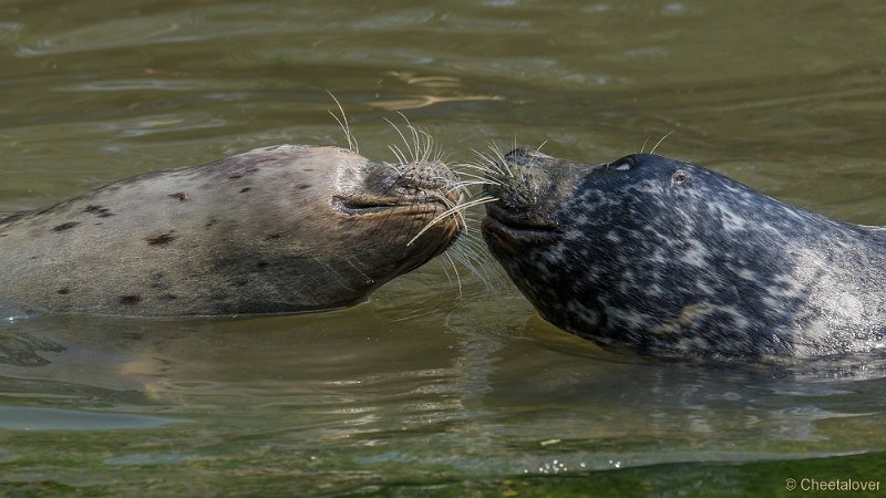 _DSC0285.JPG - Zeehond