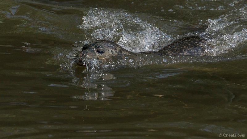 _DSC0292.JPG - Zeehond