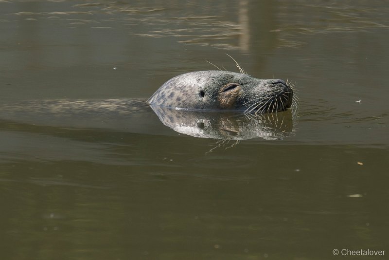 _DSC0311.JPG - Zeehond