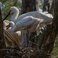 _DSC0052