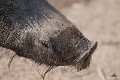 _DSC0097