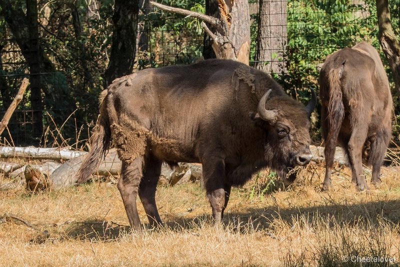 P1390611.JPG - Wisent