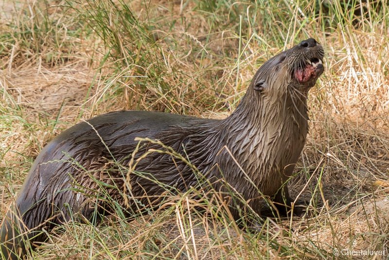 P1390777.JPG - Visotter