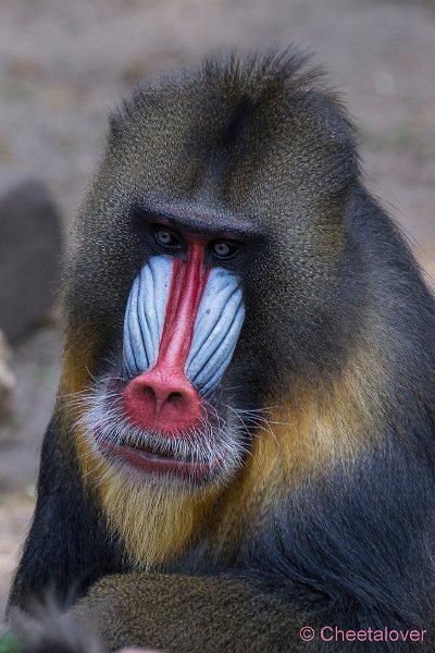 _DSC0139.JPG - Mandril