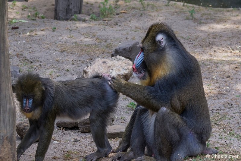_DSC0143.JPG - Mandril