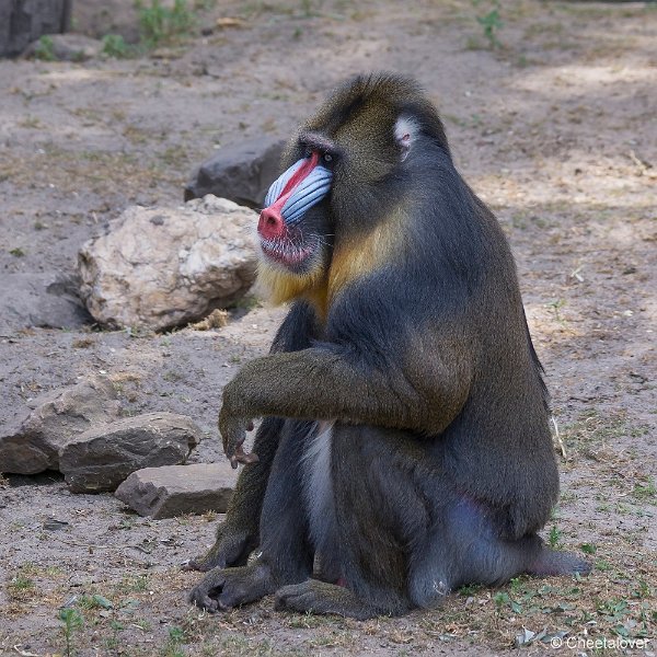 _DSC0149.JPG - Mandril