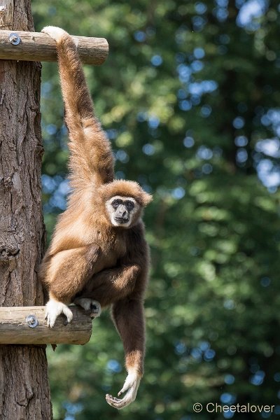 _DSC0166.JPG - Withandgibbon