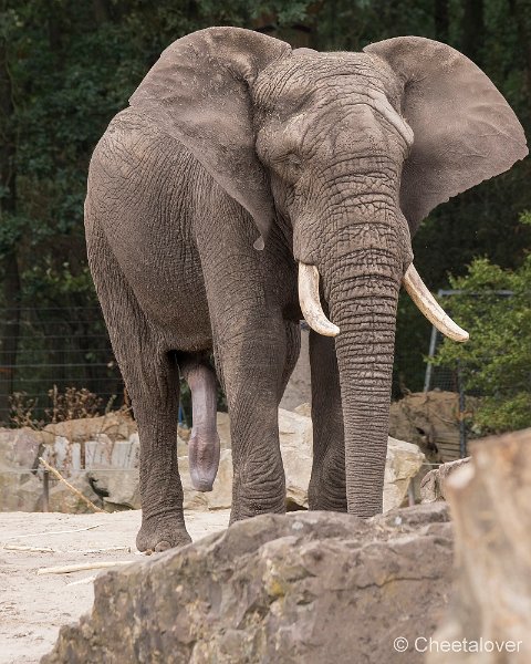 _DSC0267.JPG - Afrikaanse Olifant
