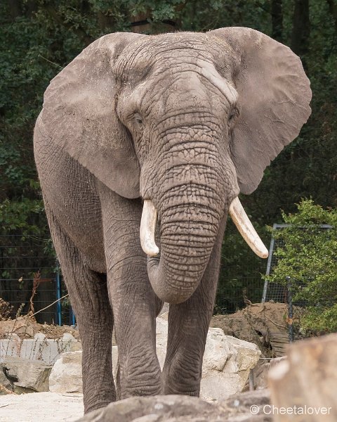 _DSC0272.JPG - Afrikaanse Olifant