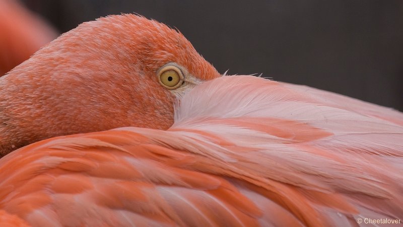 _DSC0334.JPG - Cubaanse Flamingo