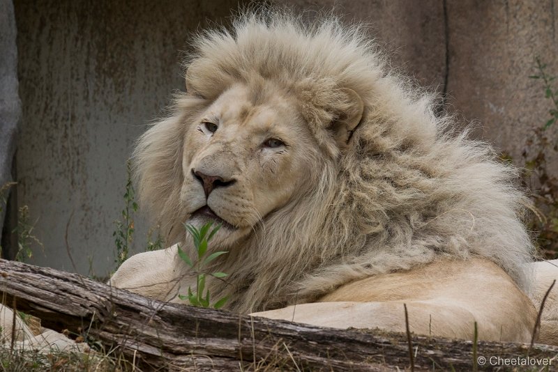 _DSC0408.JPG - Afrikaanse Leeuw