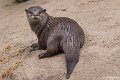 _DSC0289
