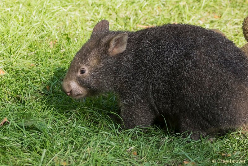 _DSC0023.JPG - Wombat