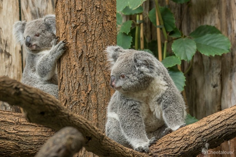 _DSC0090.JPG - Koala