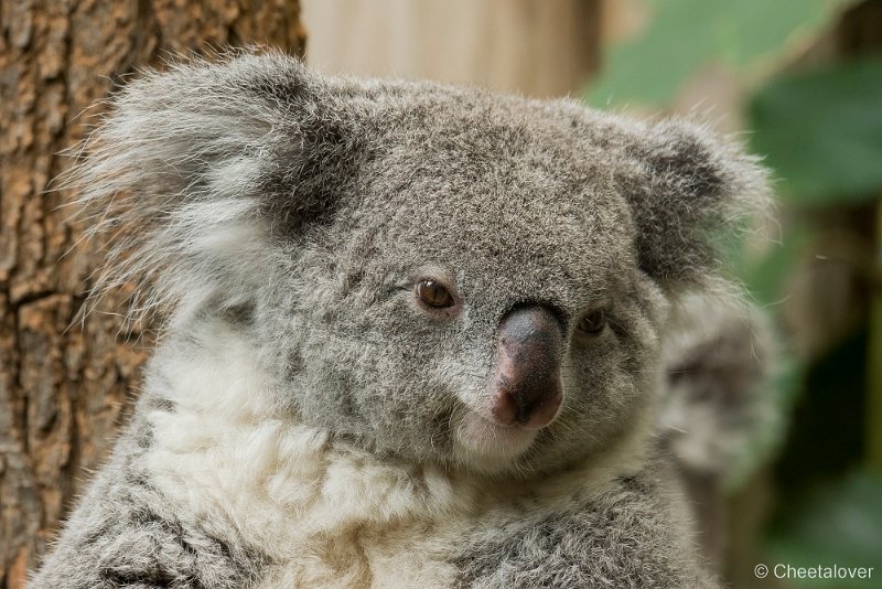 _DSC0106.JPG - Koala