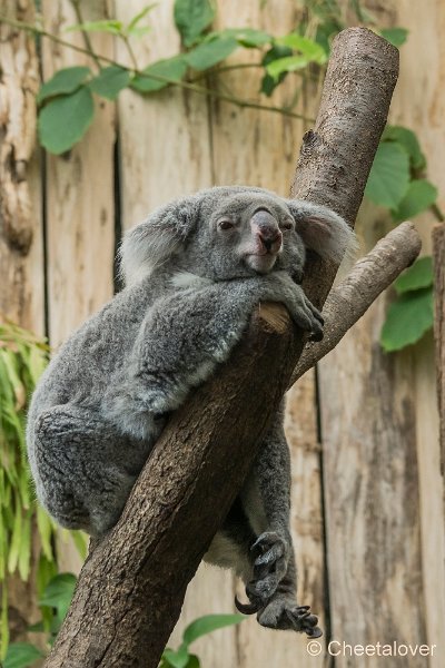 _DSC0127.JPG - Koala
