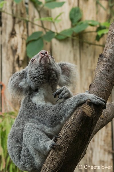_DSC0135.JPG - Koala