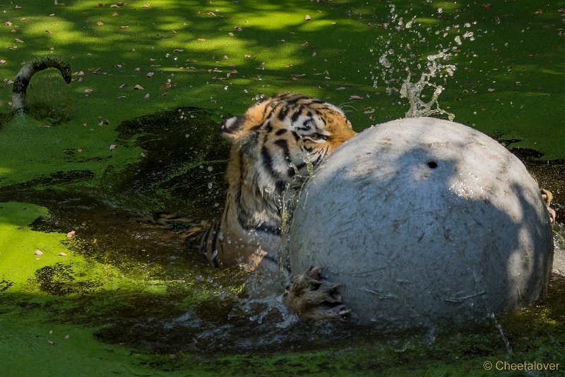 _DSC0641.JPG - Siberische Tijger