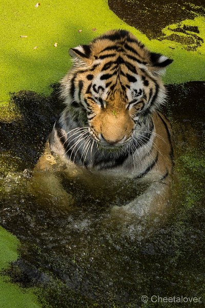 _DSC0680.JPG - Siberische Tijger