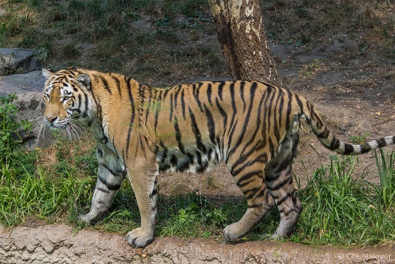 _DSC0744.JPG - Siberische Tijger