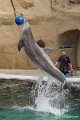 _DSC0229
