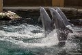 _DSC0332