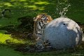 _DSC0641
