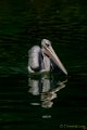 _DSC0962