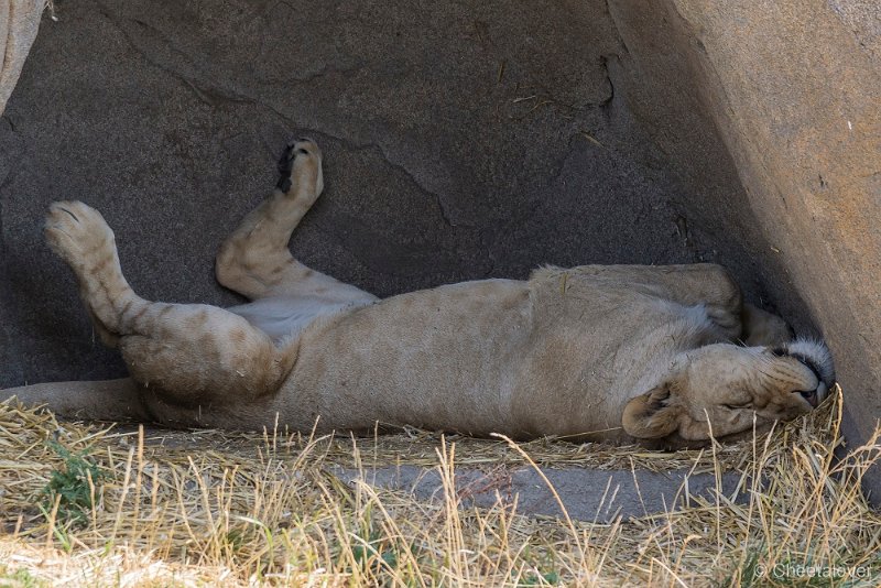 _DSC0240.JPG - Afrikaanse Leeuw