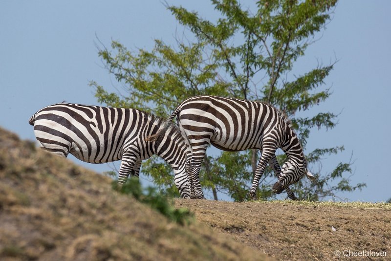 _DSC0303.JPG - Grant Zebra