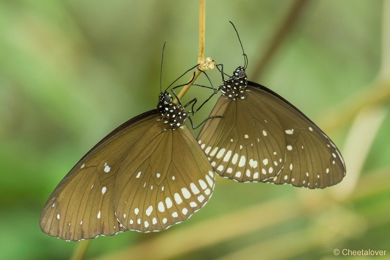_DSC0496.JPG - Euploea core