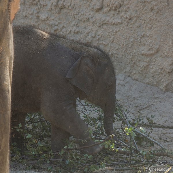 _DSC0654.JPG - Aziatische Olifant