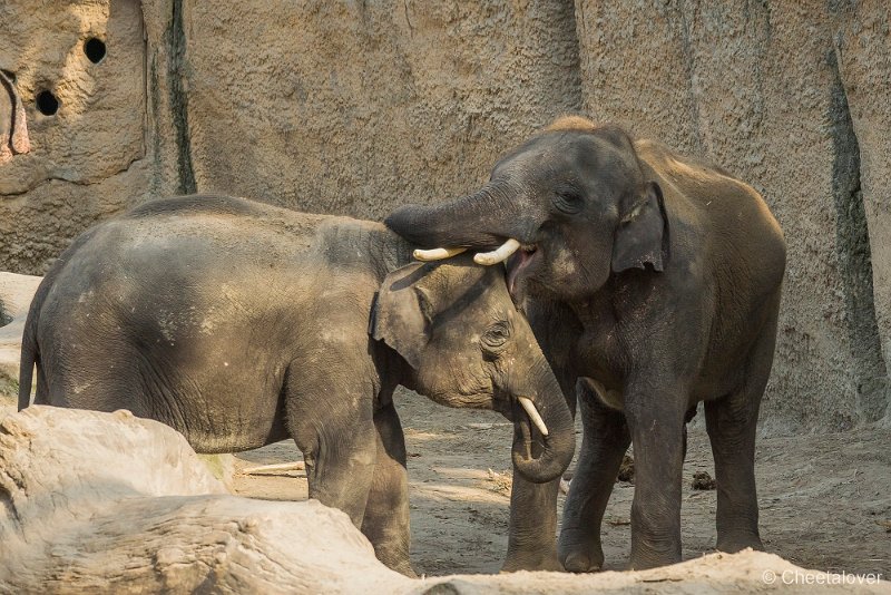 _DSC0816.JPG - Aziatische Olifant
