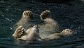 _DSC0043