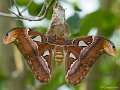 _DSC0518
