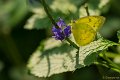 _DSC0525