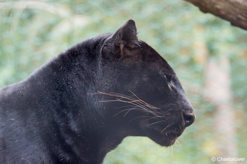 _DSC0315.JPG - Zwarte Panter