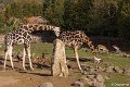 _DSC0117