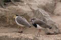 _DSC0352