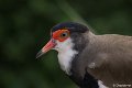 _DSC0365