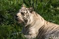 _DSC0454