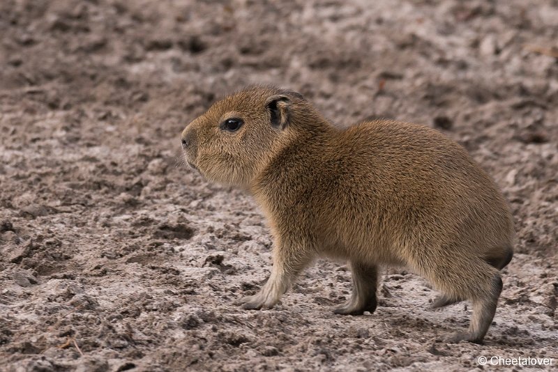 DSC00077.JPG - Capibara