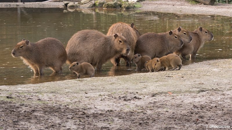 DSC00081.JPG - Capibara