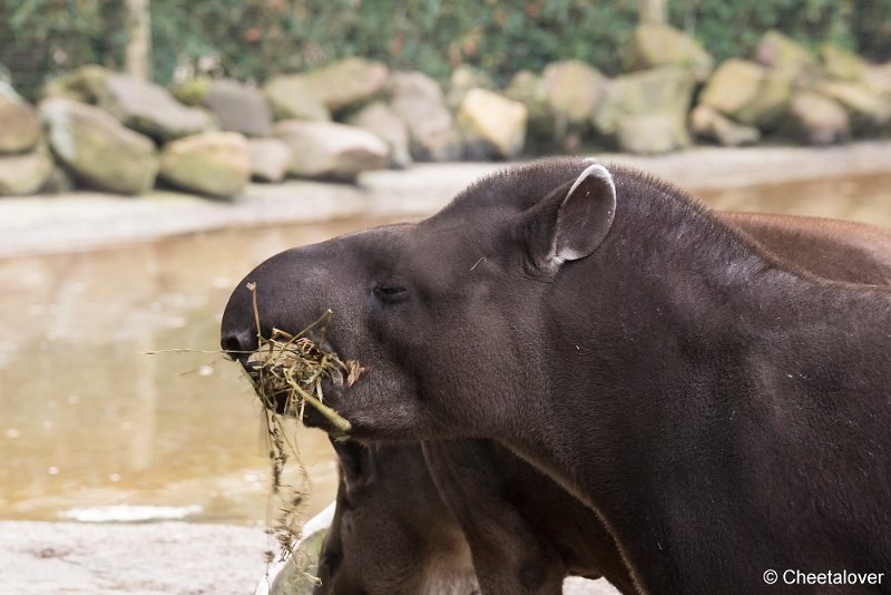 DSC00088.JPG - Tapir
