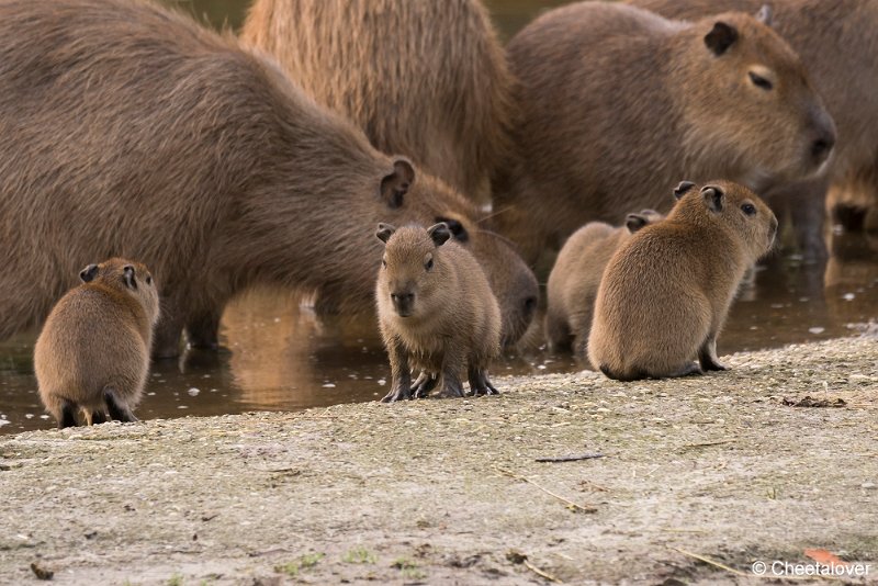DSC00093.JPG - Capibara