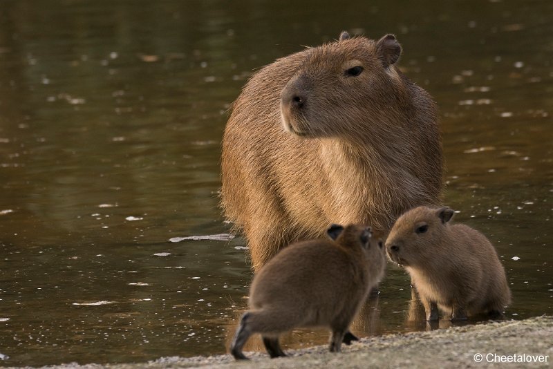 DSC00094.JPG - Capibara